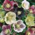 Helleborus orientalis ´Mix´