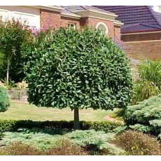 Salix caprea ‘Pendula’