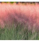 Muhlenbergia reverchonii ´Undaunted´