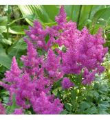 Astilbe chinensis ´Pumila´