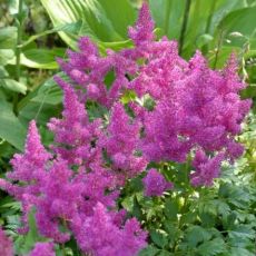 Astilbe chinensis ´Pumila´