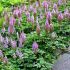 Astilbe chinensis ´Pumila´