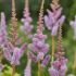 Astilbe chinensis ´Pumila´