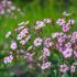 Gypsophila repens ´Filou Pink´