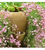 Gypsophila repens ´Filou Pink´