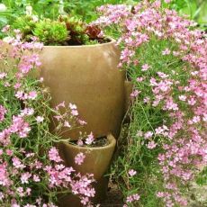 Gypsophila repens ´Filou Pink´