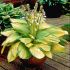 Hosta fortunei 'Gold Standard'