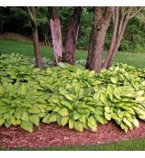 Hosta fortunei 'Gold Standard'