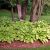 Hosta fortunei 'Gold Standard'