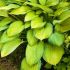 Hosta fortunei 'Gold Standard'