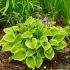 Hosta hybride ' Golden Tiara'