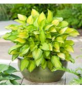 Hosta hybride ' Golden Tiara'