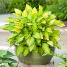 Hosta hybride ' Golden Tiara'