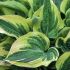 Hosta hybride 'Wide Brim'