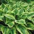 Hosta hybride 'Wide Brim'