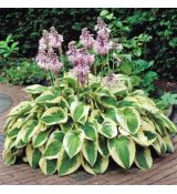 Hosta hybride 'Wide Brim'