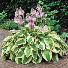 Hosta hybride 'Wide Brim'