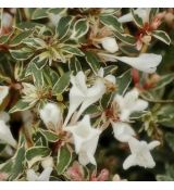 Abelia chinensis ´Variegata´