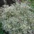 Abelia chinensis ´Variegata´