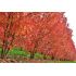 Acer rubrum ´Brandywine´