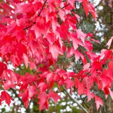 Acer rubrum ´Brandywine´