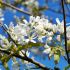 Amelanchier ´Ballerina´