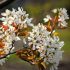 Amelanchier ´Ballerina´