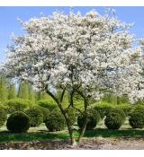 Amelanchier ´Ballerina´