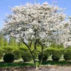 Amelanchier ´Ballerina´