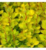 Berberis thunbergii ´Aurea´