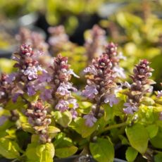 Ajuga reptans ´Gold Chang´