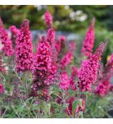 Buddleia davidii ´Butterfly Candy Little Cerise´®