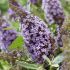 Buddleia davidii ´Butterfly Candy Little Lila´®