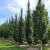 Carpinus betulus ´Lucas´