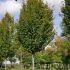 Carpinus betulus ´Lucas´