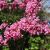 Cercis canadensis ´Forest Pansy´