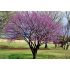 Cercis canadensis ´Forest Pansy´