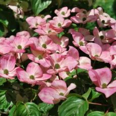 Cornus kousa ´Satomi´