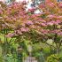 Cornus kousa ´Satomi´