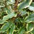 Elaeagnus x ebbingei ´Viveleg´®