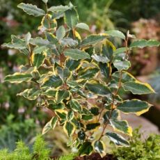 Elaeagnus x ebbingei ´Viveleg´®