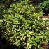 Elaeagnus x ebbingei ´Viveleg´®