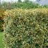 Elaeagnus x ebbingei ´Viveleg´®