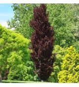 Fagus sylvatica ´Dawyck Purple´