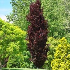 Fagus sylvatica ´Dawyck Purple´