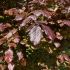 Fagus sylvatica ´Dawyck Purple´