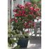 Camellia japonica ´Dr. Burnside´