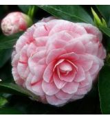 Camellia japonica ´Bonomiana´