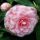 Camellia japonica ´Bonomiana´