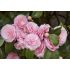 Camellia japonica ´Pearl Maxwell´